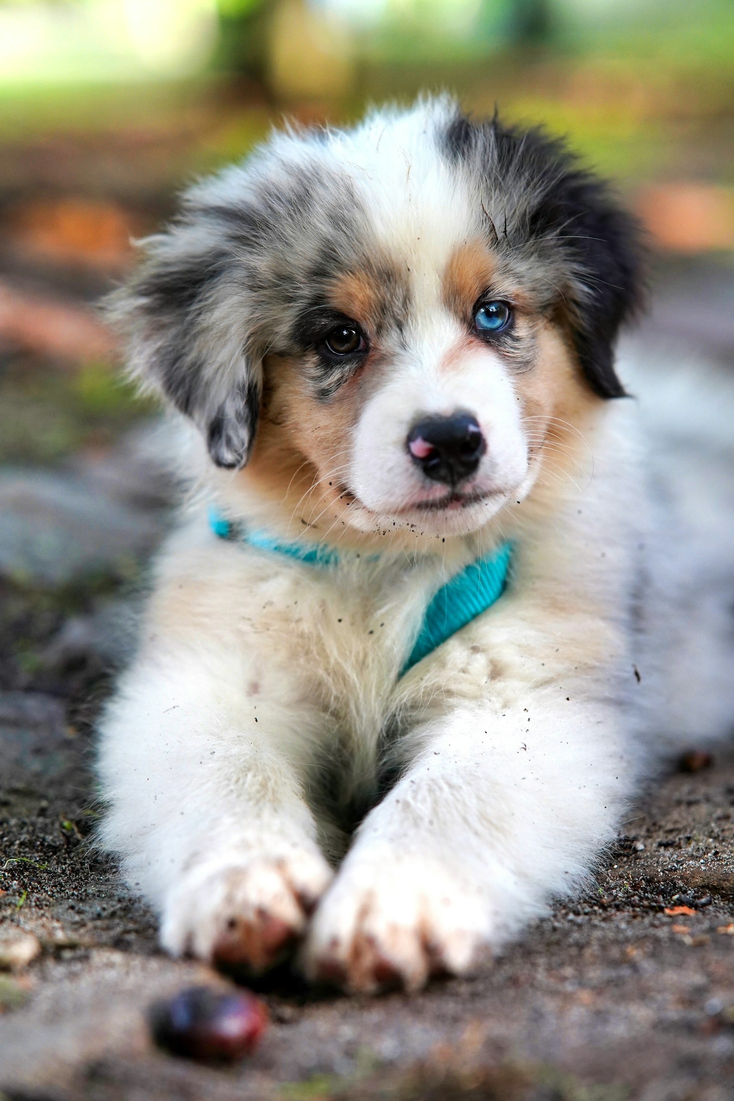 Top Five Essentials for Road Trips With Dogs