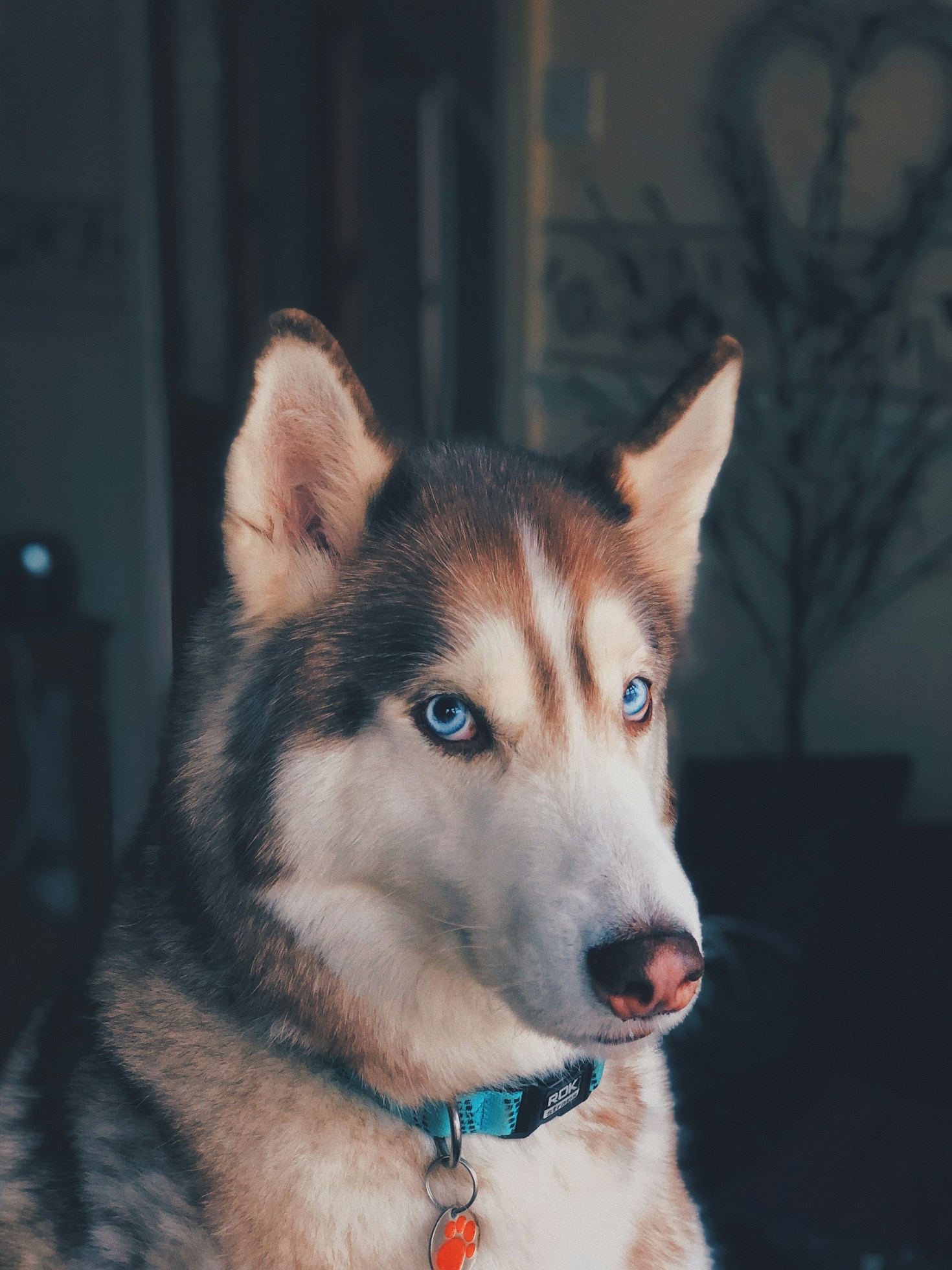 Must Have Gear for Hiking With Pets