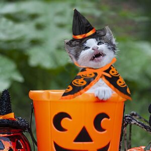 Cat Witch Hat Costume Set